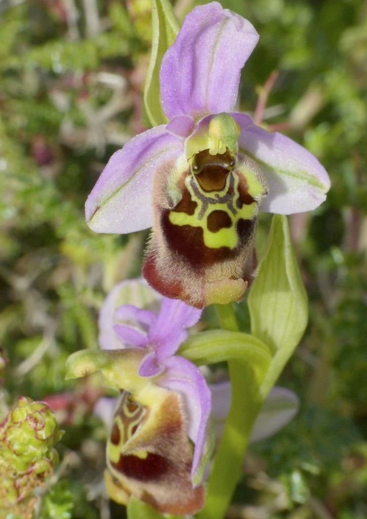 Ophrys cretica, Ophrys episcopalis  Creta aprile 2016